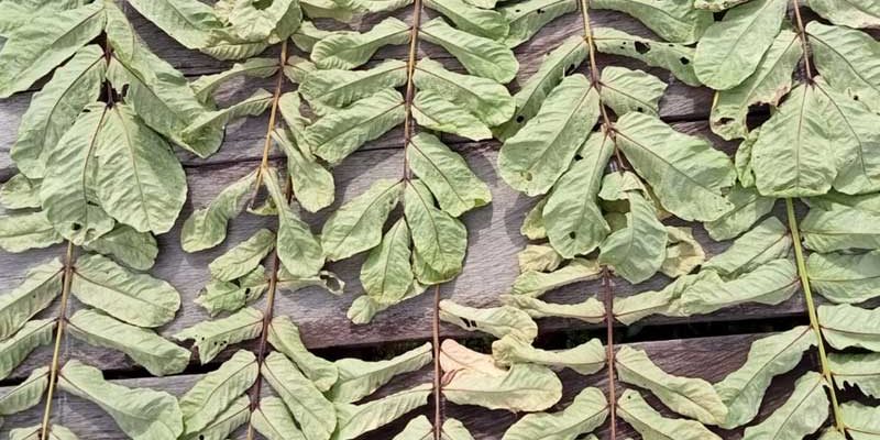 daun ketepeng cina kering
