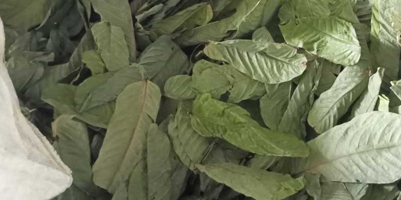 daun ketepeng cina kering sortir