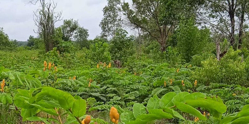 senna alata leaf farmland