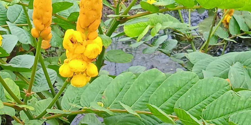 senna alata leaf plant