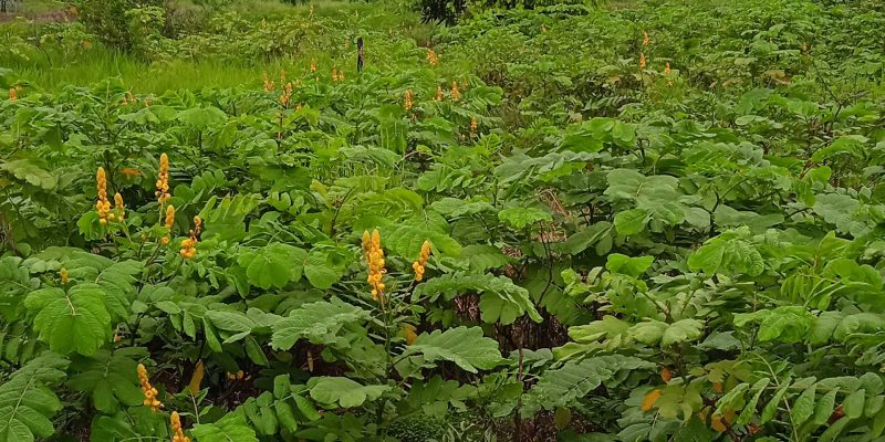 senna alata supplier