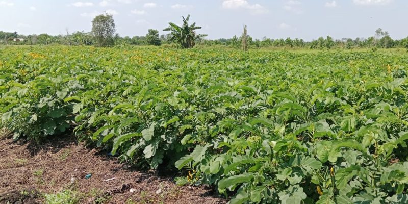 PT Senna Alata Agri Pemasok Terpercaya Daun Ketepeng Cina Kering